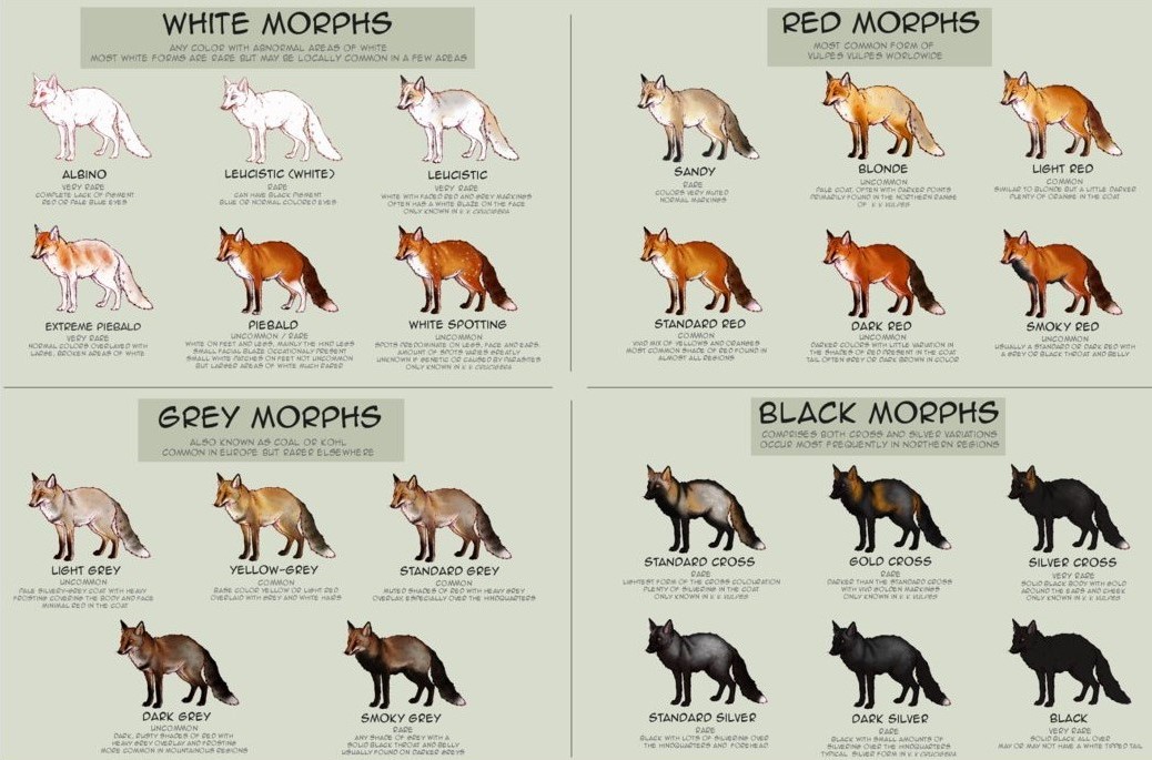 Red Fox Colour Morphs
